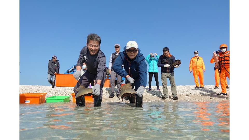 尖山電廠與水產試驗所合作進行9種海洋生物復育，並推動物種放流為海洋生態平衡貢獻己力，其中也包含有活化石美名的鱟。